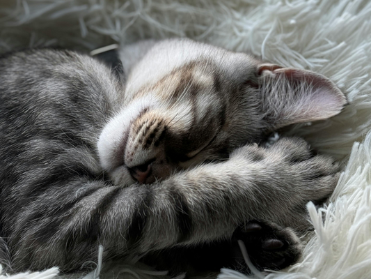 The Cozy Life of a Sleepy Cat: Why Your Feline Loves to Nap